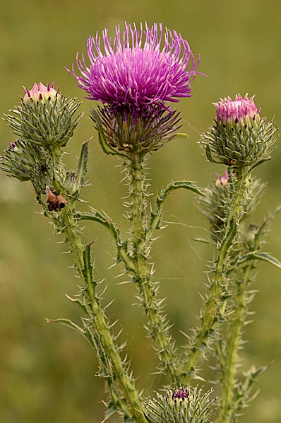 Piggtistel, Carduus acanthoides, tistel, tistlar