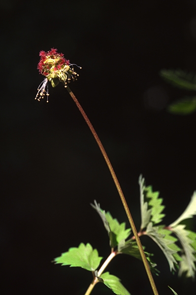 Pimpinell, Sanguisorba minor, Poterium sanguisorba