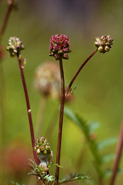 Pimpinell, Sanguisorba minor, Poterium sanguisorba