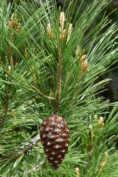 Pinje, Pinus pinea