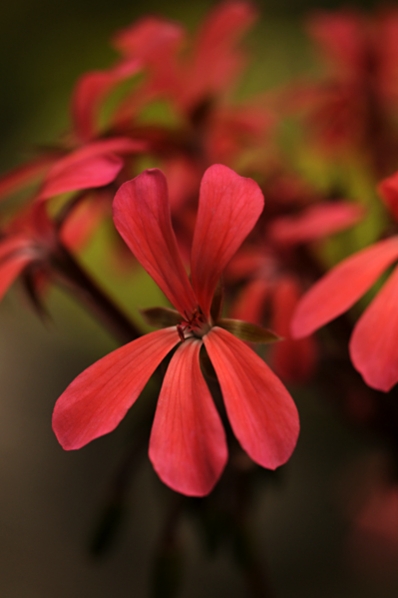 Pelargon 'Dresden pink', pelargonium