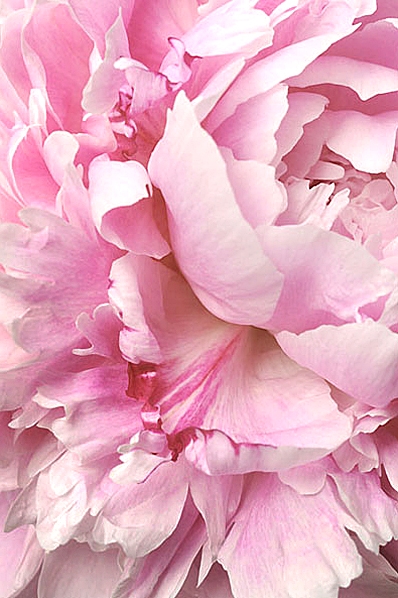 Pion 'Sarah Bernardt', Paeonia lactiflora, Luktpion