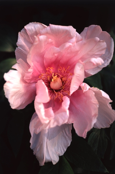 Pion, Paeonia
