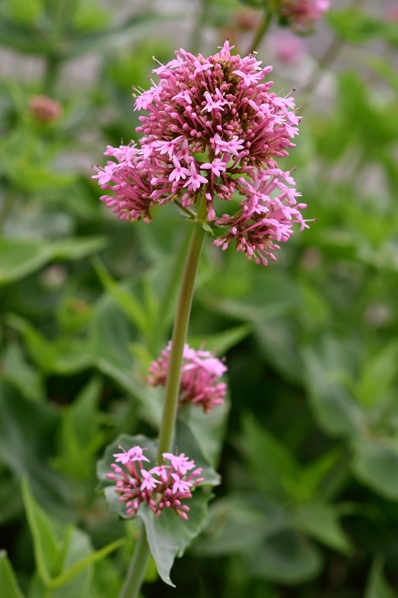 Pipört, Centranthus ruber
