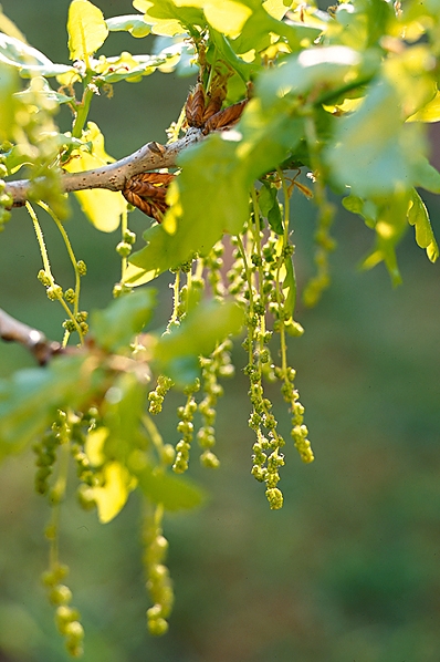 Ek, Quercus robur, skogsek