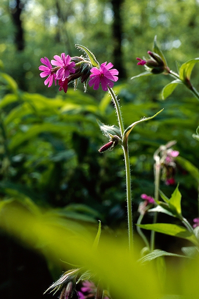 Rödblära, Silene dioica