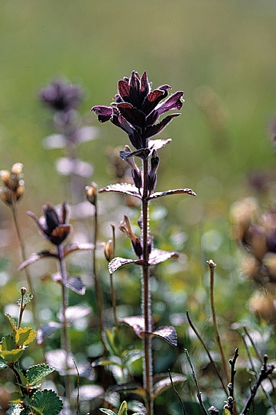 Svarthö,  Bartsia alpina