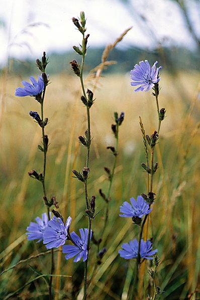 Cikoria, Cichorium intybus