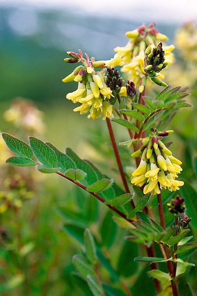 Isvedel, Astragalus frigidus