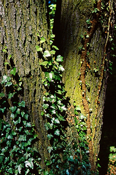 Murgröna, Hedera helix