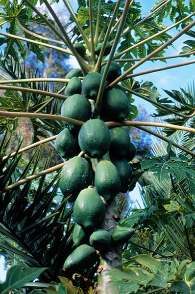 Papaya, Carica papaya