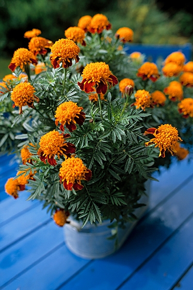 Tagetes, Sammetsblomster