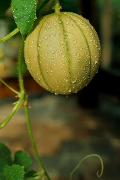 Melon, Cucumis melo