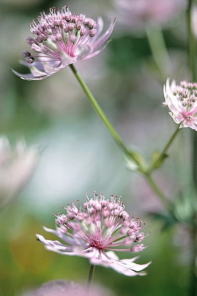 Stjärnflocka, Astrantia major