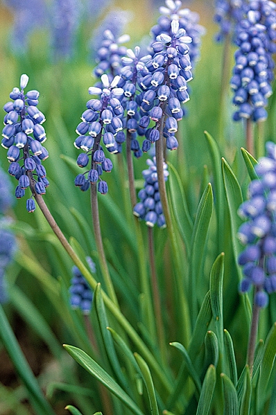 Pärlhyacint, Muscari  botryoides