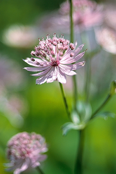 Stjärnflocka, Astrantia major