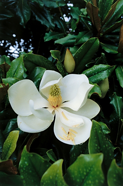 Kungsmagnolia, Magnolia grandiflora