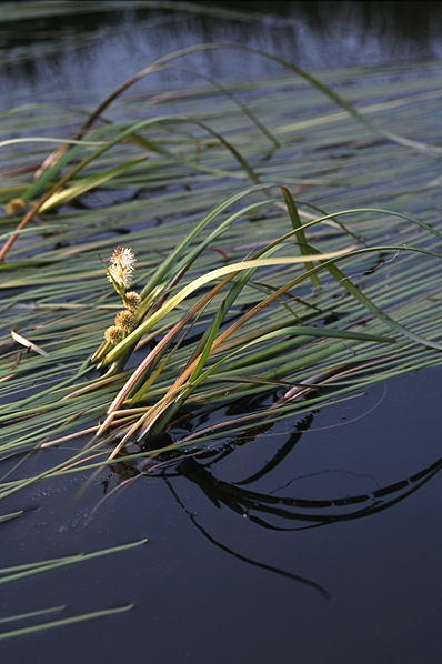 Plattbladig igelknopp, Sparganium angustifolium