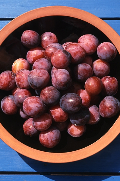 Prunus domestica ssp. domestica