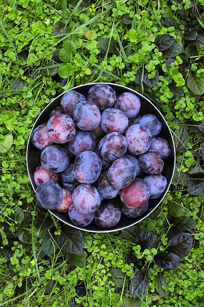 Plommon, Prunus domestica ssp. domestica
