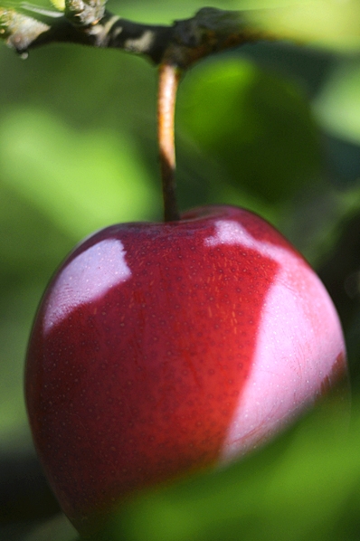 Prunus domestica ssp. domestica