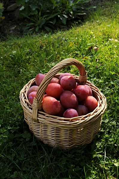 Plommon, Prunus domestica