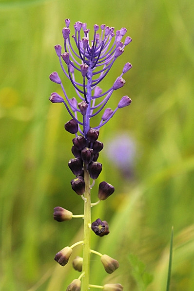 Plymhyacint, Muscari comosum, Fjäderhyacint