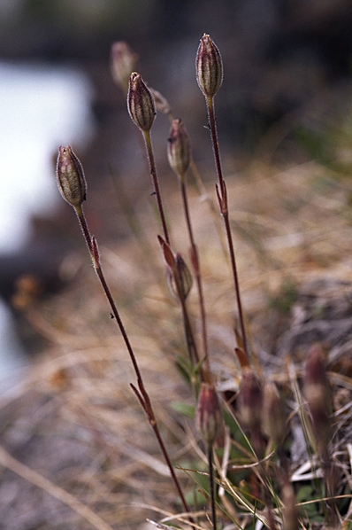 Polarblära, Silene involucrata ssp. tenella
