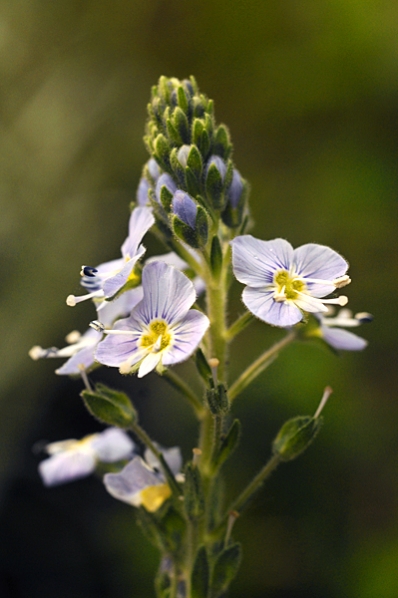 Porslinsveronika, Veronica gentianoides