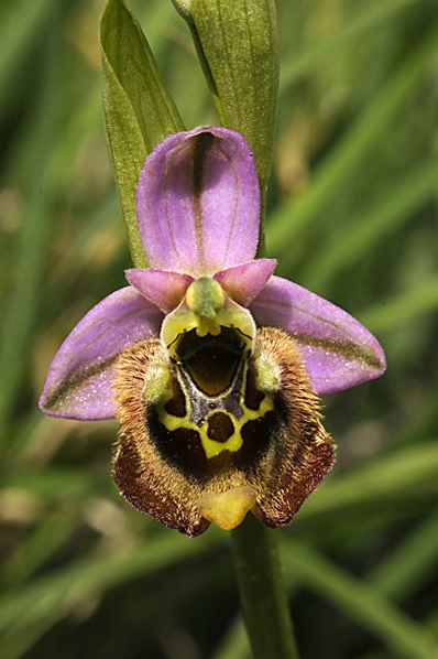 Praktofrys, Ophrys tenthredinifera, Prakt-ofrys, 