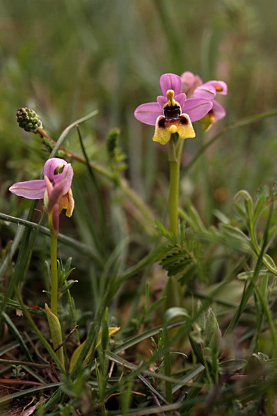 Praktofrys, Ophrys tenthredinifera, Prakt-ofrys, 