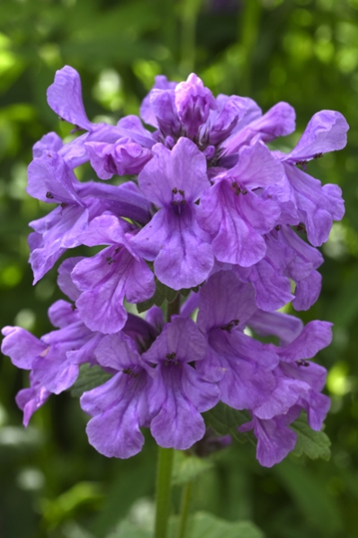 Praktbetonika, Stachys macrantha, Betonica macrantha