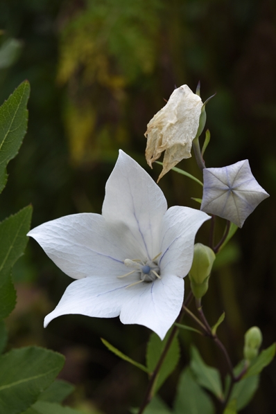 Praktklocka, Platycodon grandiflorus