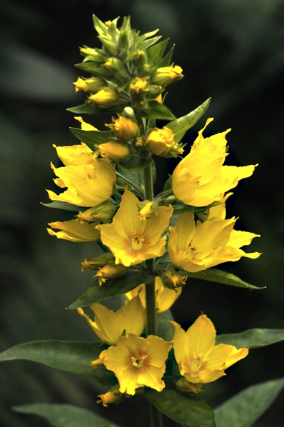 Praktlysing, Lysimachia punctata