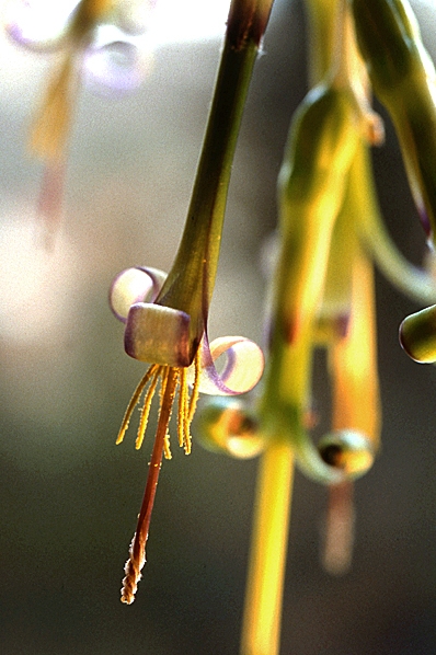 Prästhavre, Billbergia nutans, svenska flaggan