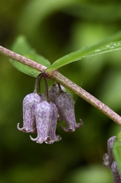 Prattrams, Polygonatum prattii