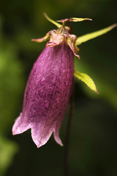 Prickklocka 'Beetroot', Campanula punctata