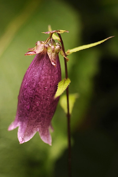 Prickklocka 'Beetroot', Campanula punctata