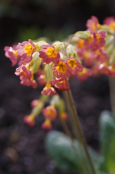 Primula