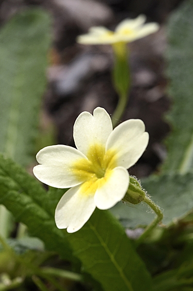 Jordviva, Primula vulgaris