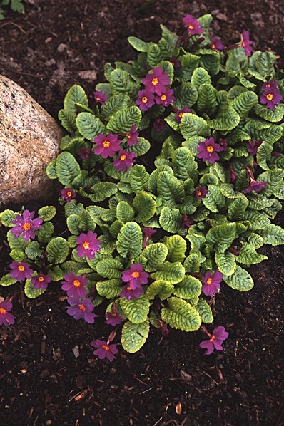 Violviva 'Wanda', Primula x pruhoniciana