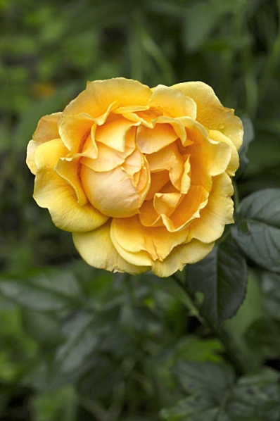 Ros 'Princess Alice', Brite Lites, Zontarose, Zontarosen, Zonta