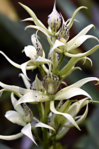 Prosthechea fragrans, Grönvit encyklia