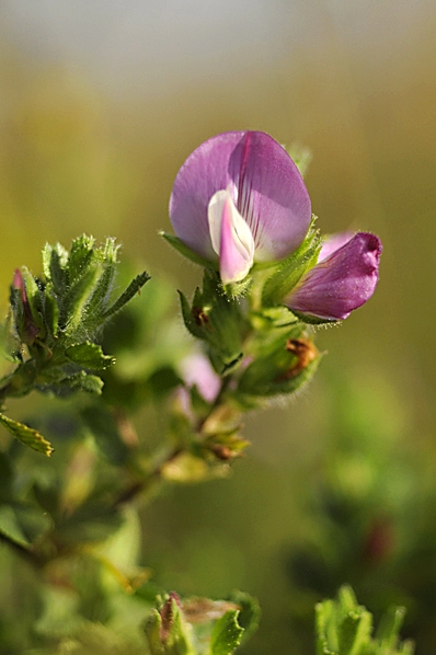 Puktörne, Ononis spinosa ssp. procurrens, ssp. maritima