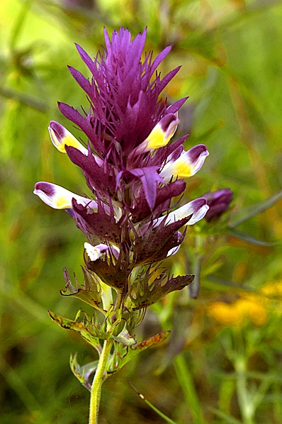 Pukvete, Melampyrum arvense