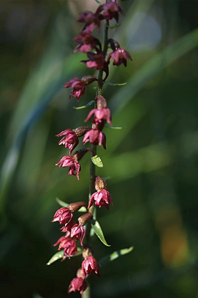 Purpurknipprot, Epipactis atrorubens