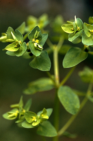 Rävtörel, Euphorbia peplus