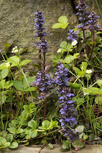 Revsuga, Ajuga reptans