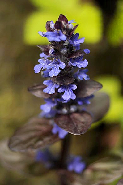 Ajuga reptans