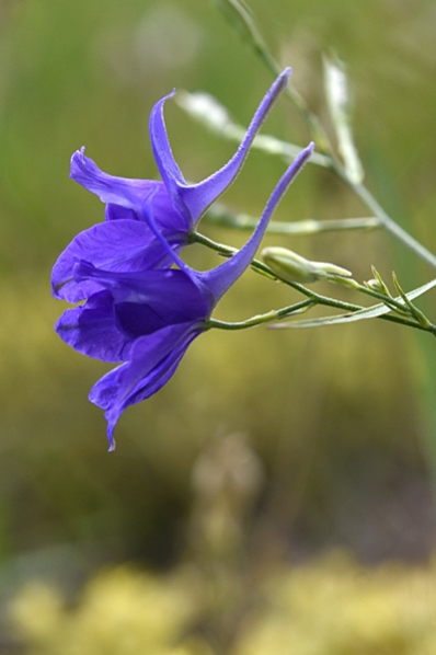Riddarsporre, Consolida regalis